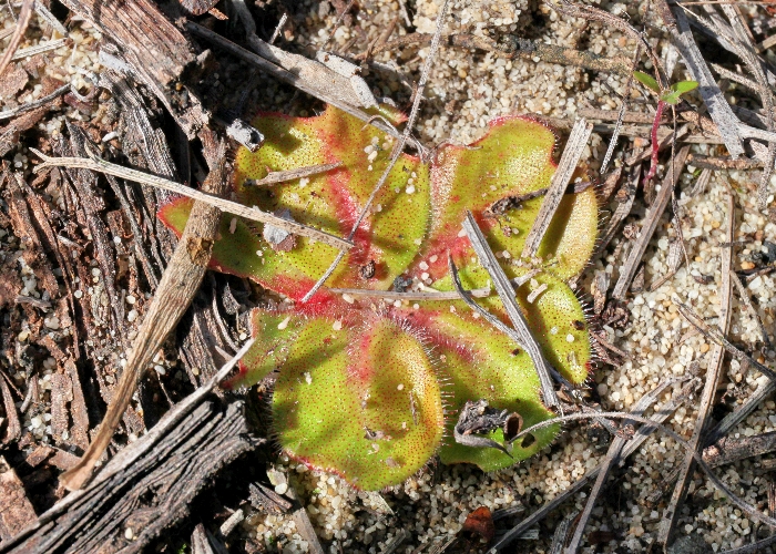Australian Carnivorous Plants - Droseraceae
